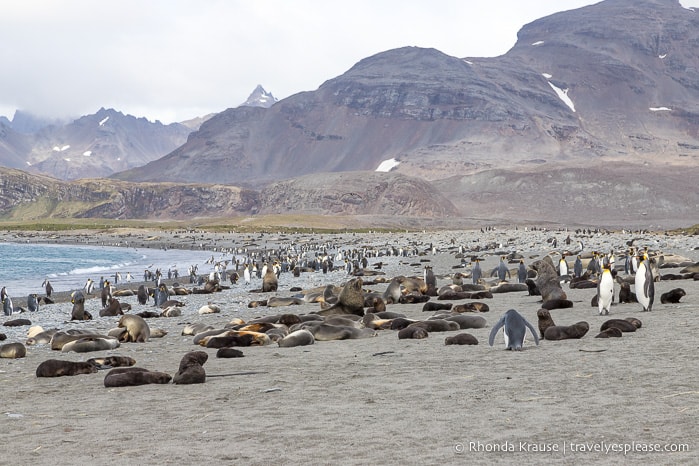 Fur seals and penguins on the beach at Salisbury Plain.