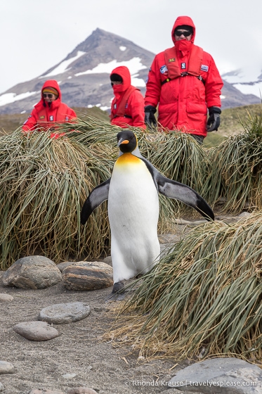 King penguin walking past a group of tourists.