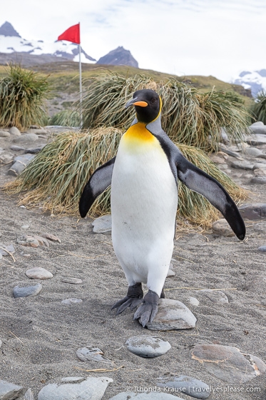 King penguin walking in front of tussock grass.