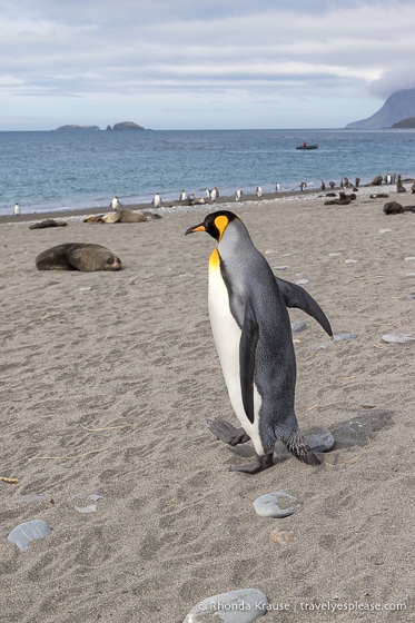 King penguin walking on the beach at Salisbury Plain.