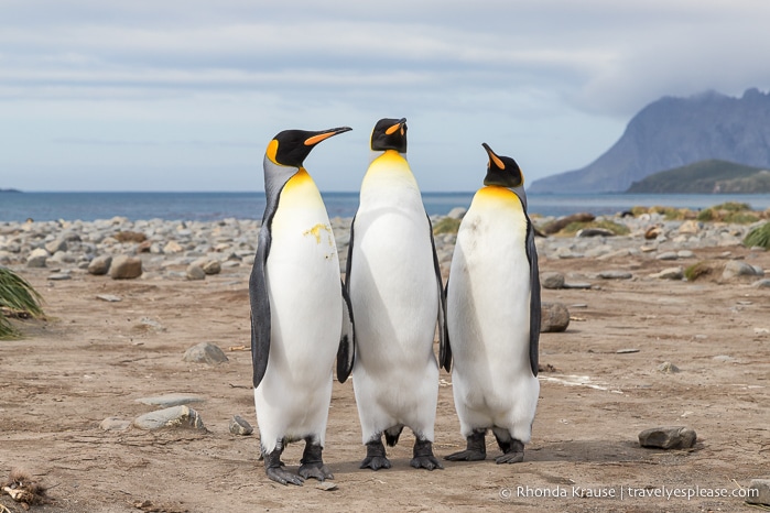 Group of three king penguins on the beach at Salisbury Plain, South Georgia.