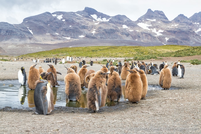 Group of king penguin chicks in a puddle.