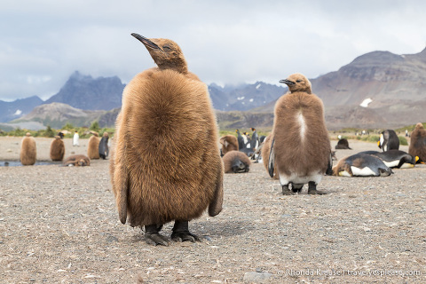 Fuzzy brown King penguin chicks at Salisbury Plain.