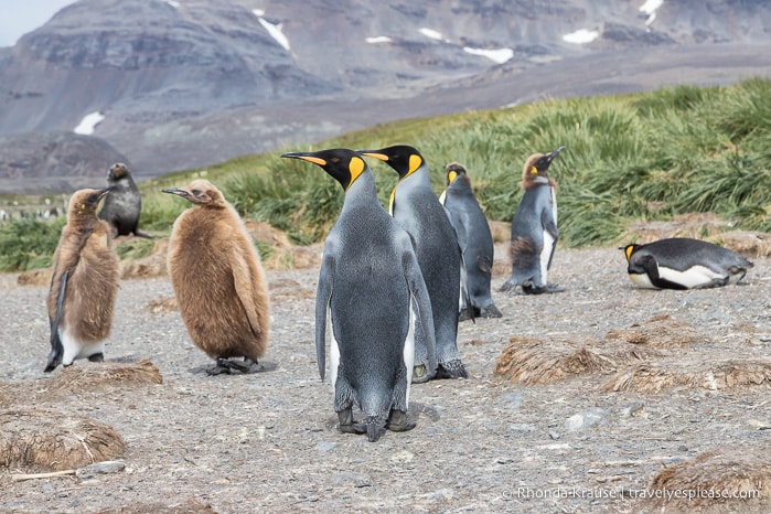 King penguins and chicks at Salisbury Plain, South Georgia.