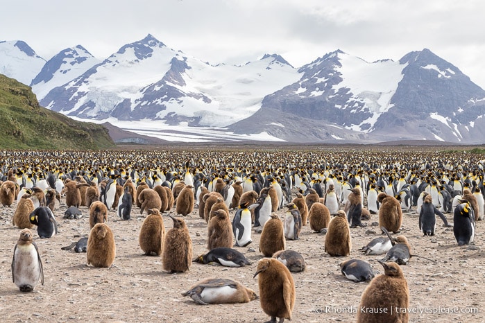 A sea of penguins in front of Grace Glacier.
