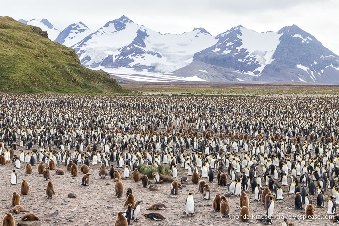 Salisbury Plain, South Georgia- King penguin colony backed by Grace Glacier.