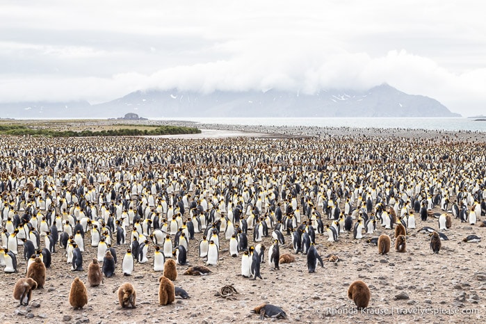 King penguin colony at Salisbury Plain.