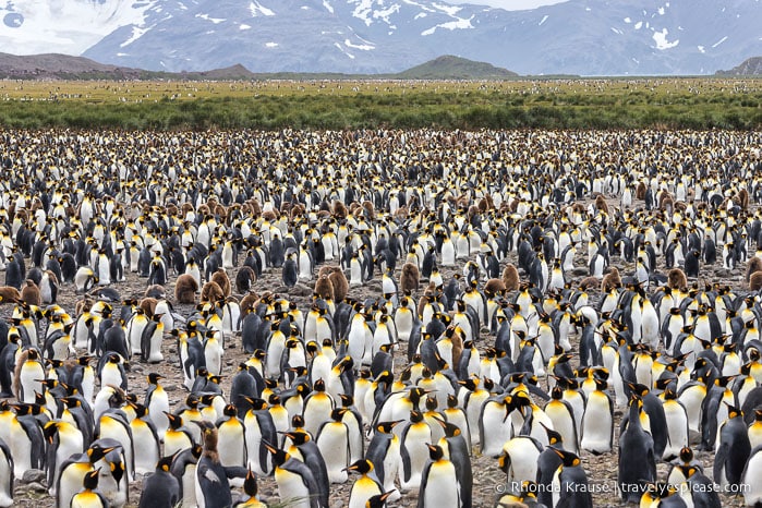 Tightly packed penguins on Salisbury Plain in South Georgia.