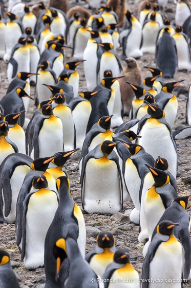 King penguins at Salisbury Plain.