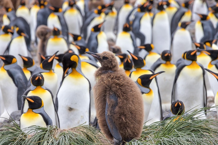 King penguin chick on tussock grass with adult penguins in the background.