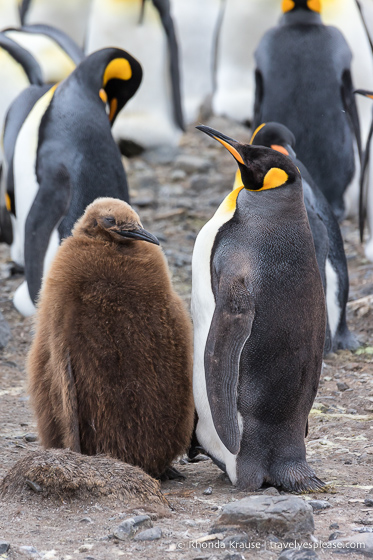 King penguin with chick on Salisbury Plain.