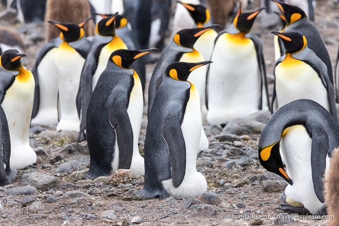 King penguins incubating eggs under their brood pouches.