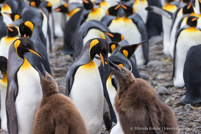 King penguins feeding their chicks.