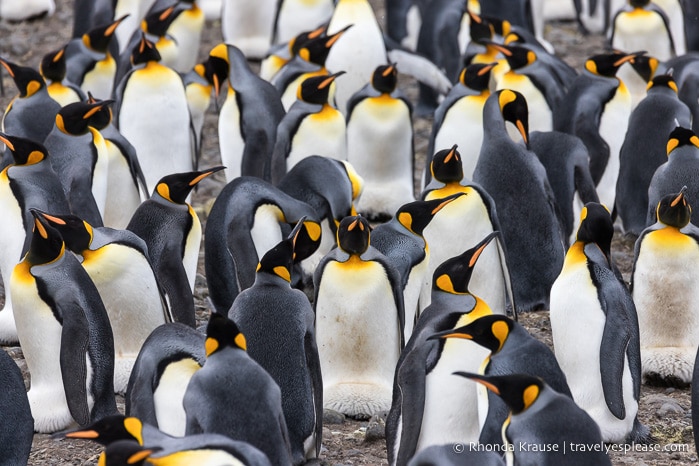 Group of king penguins on Salisbury Plain.