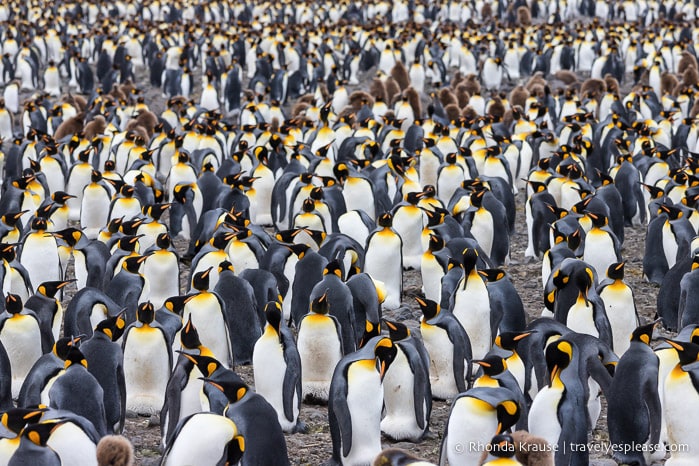 Tightly packed group of king penguins in the rookery at Salisbury Plain, South Georgia.
