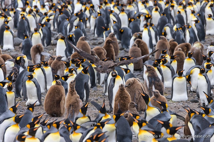 Skua flying above some king penguins.