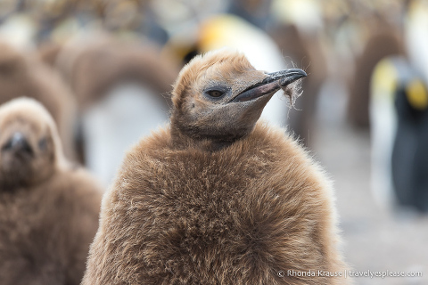King penguin chick with feathers stuck to its beak.
