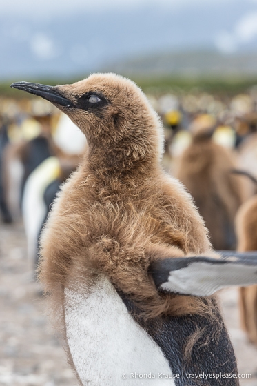 King penguin chick moulting its feathers.