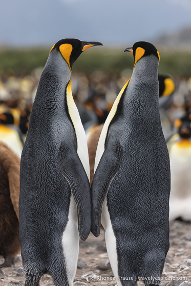 Pair of king penguins with their backs to the camera.