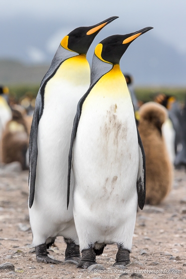 Pair of king penguins on Salisbury Plain.