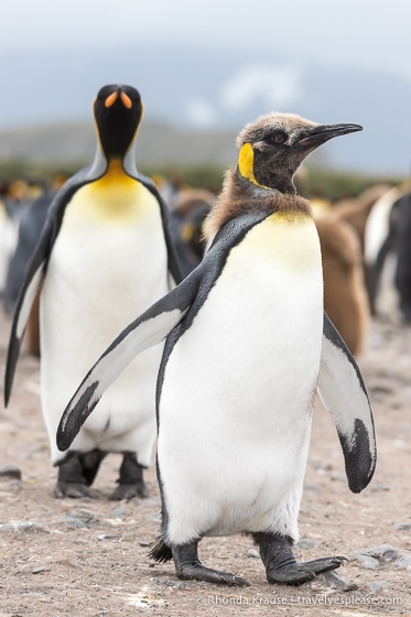 King penguin chick moulting its feathers.