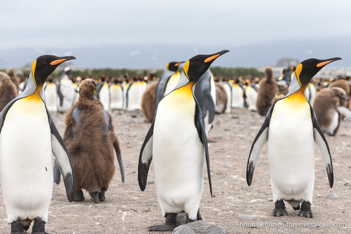 Three king penguins all looking to their left.