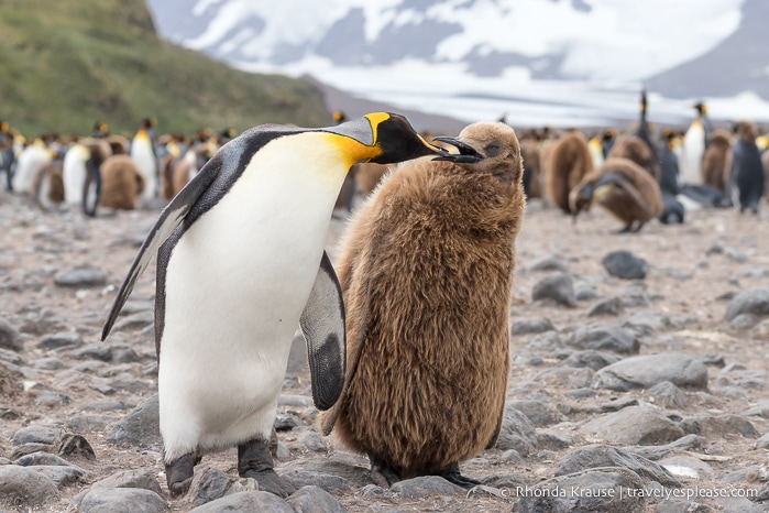King penguin and its chick.