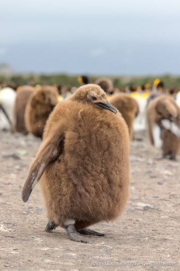 Short and fat king penguin chick with a thick coat of brown feathers.