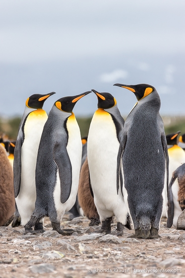 Group of four king penguins.