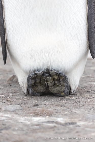 King penguin showing the bottom of its feet. 