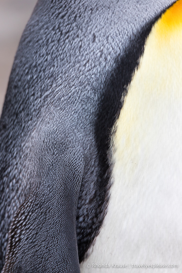 Close up of king penguin feathers.