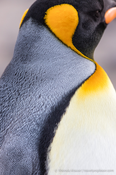 Close up of a king penguin's feathers.