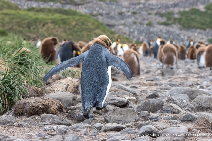 King penguin chick moulting its feathers.