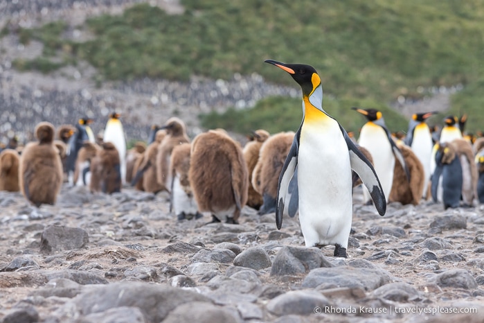 King penguin with the rookery in the background.