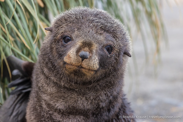 Close up of a fur sea pup.