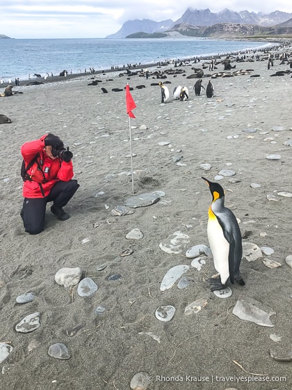 Photographing a king penguin on the beach at Salisbury Plain.