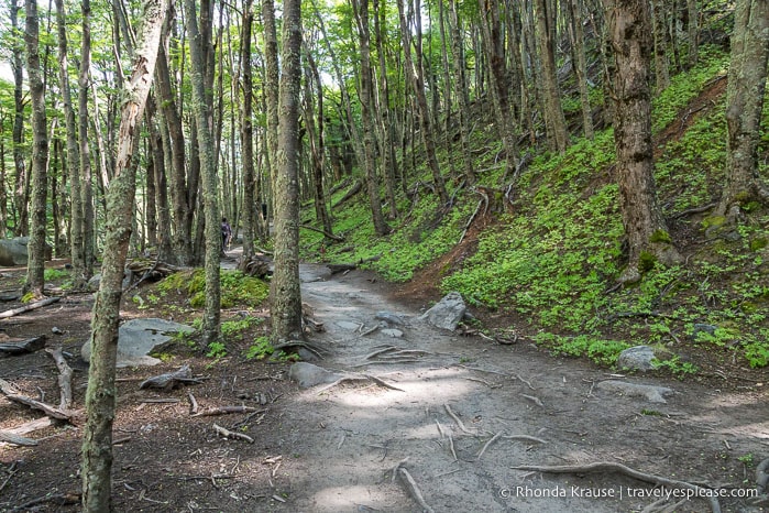 Forested trail.