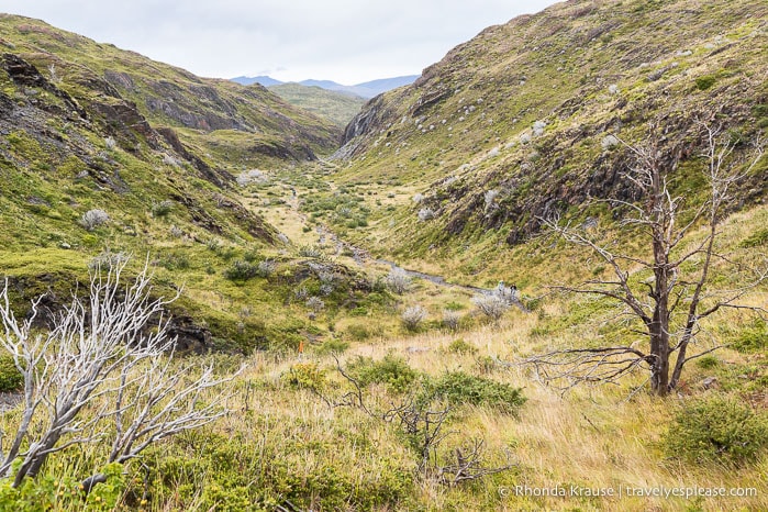 Trail passing through a valley on the hike to Grey Glacier.