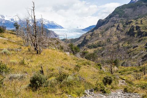 Trail leading to Grey Glacier.