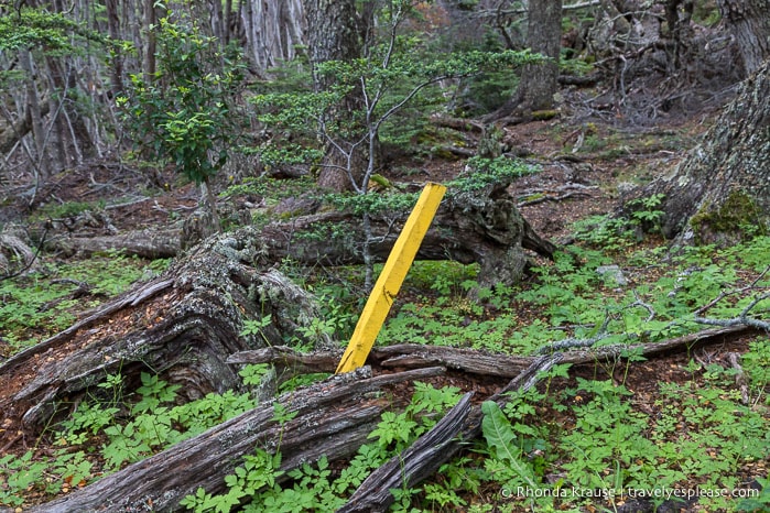 Yellow stake marking the trail.