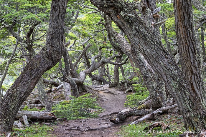 Beech trees framing a hiking trail in Tierra del Fuego National Park.