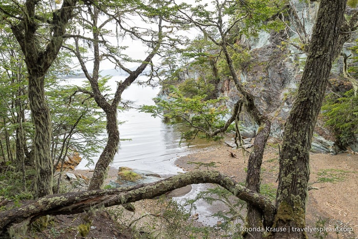 Mossy trees with a view of a beach and bay.