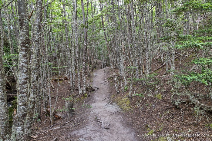 Hiking trail framed by skinny trees.