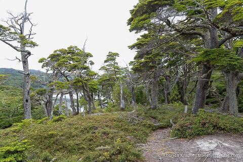 Beech trees in Tierra del Fuego National Park.