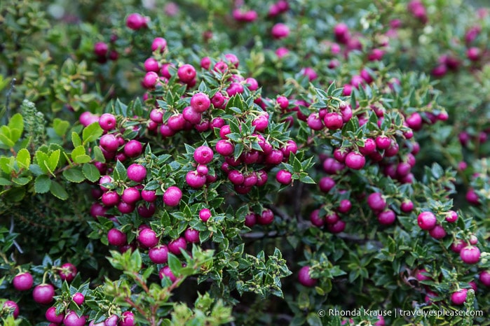 Pink berries on a bush.