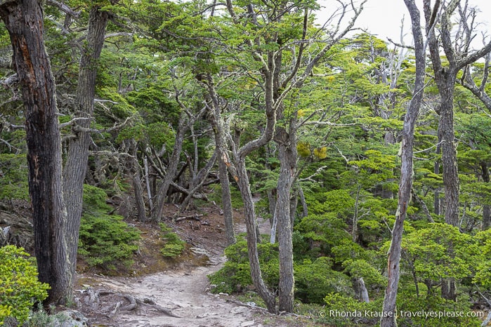 Hiking trail in the forest.