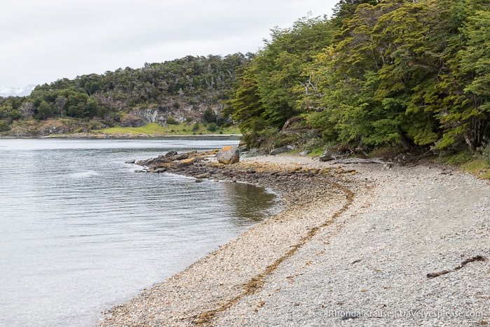 Pebbly beach bordered by trees.