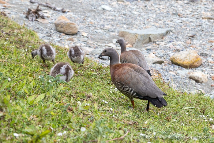 Ashy-headed geese with their chicks.