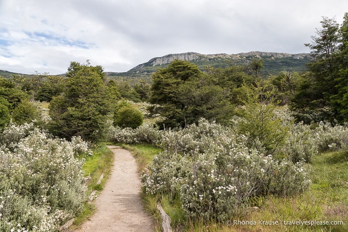 Hiking trail framed by bushes and small trees.