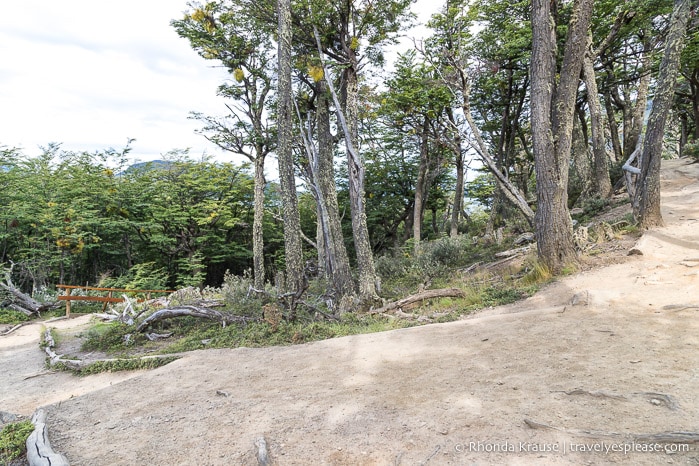 Dirt path in the forest.